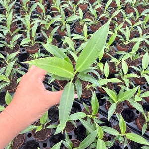 Puede incluir: Una peque&ntilde;a planta verde con hojas alargadas y puntiagudas en una maceta de pl&aacute;stico marr&oacute;n, sostenida frente a numerosas plantas j&oacute;venes id&eacute;nticas dispuestas en una bandeja de vivero negra con compartimentos circulares.