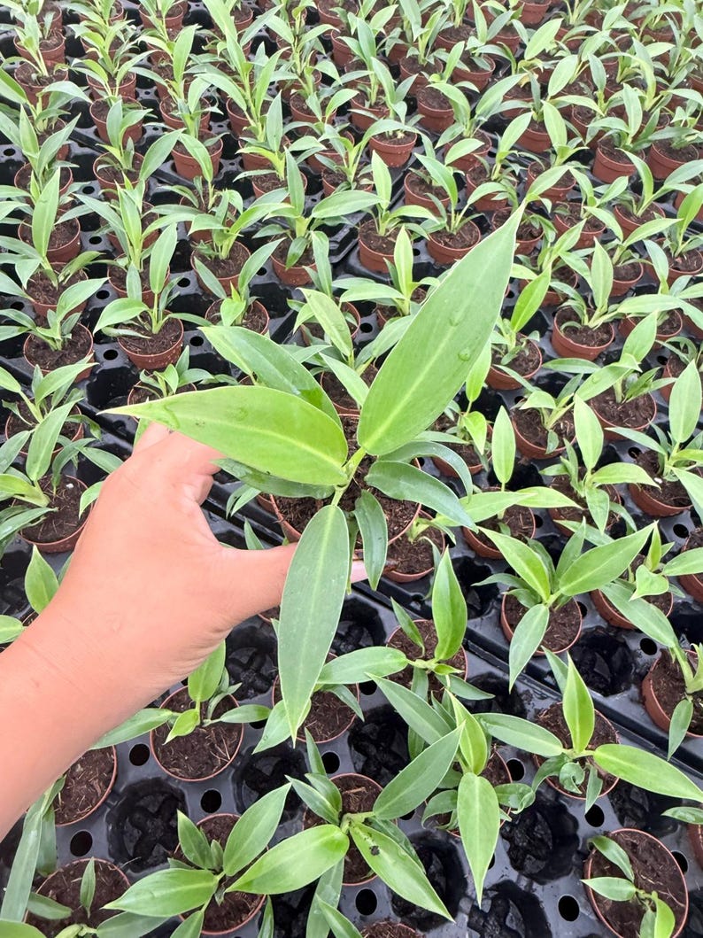 Puede incluir: Una peque&ntilde;a planta verde con hojas alargadas y puntiagudas en una maceta de pl&aacute;stico marr&oacute;n, sostenida frente a numerosas plantas j&oacute;venes id&eacute;nticas dispuestas en una bandeja de vivero negra con compartimentos circulares.