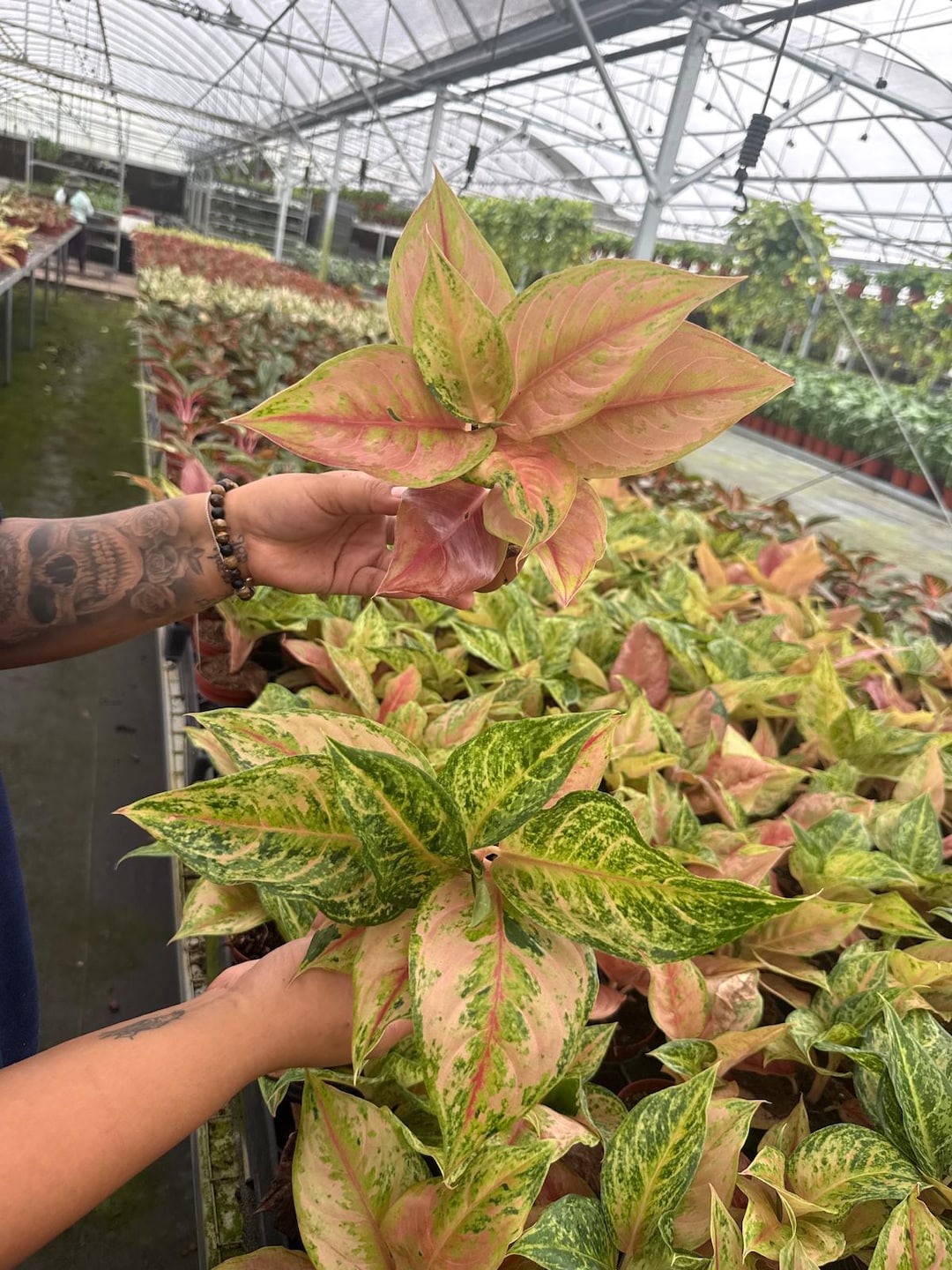 Aglaonema Prakaiphet: Chinese Evergreen Live Plant – Tropical