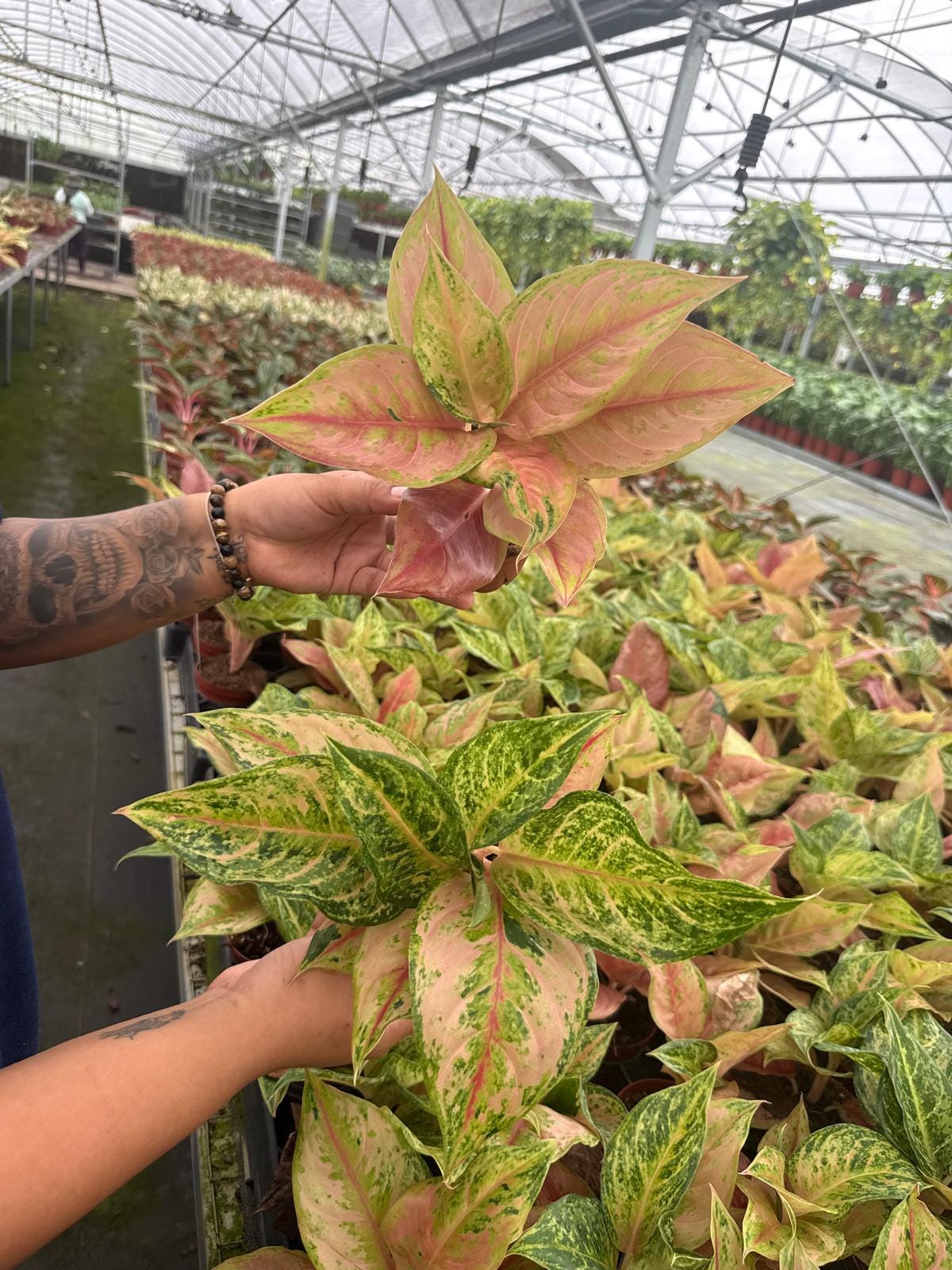 Aglaonema Prakaiphet: Chinese Evergreen Live Plant – Tropical