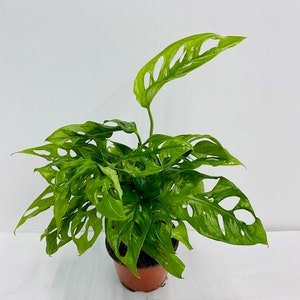 May include: A green Monstera adansonii plant with large, perforated leaves in a brown pot. The plant is on a white background.