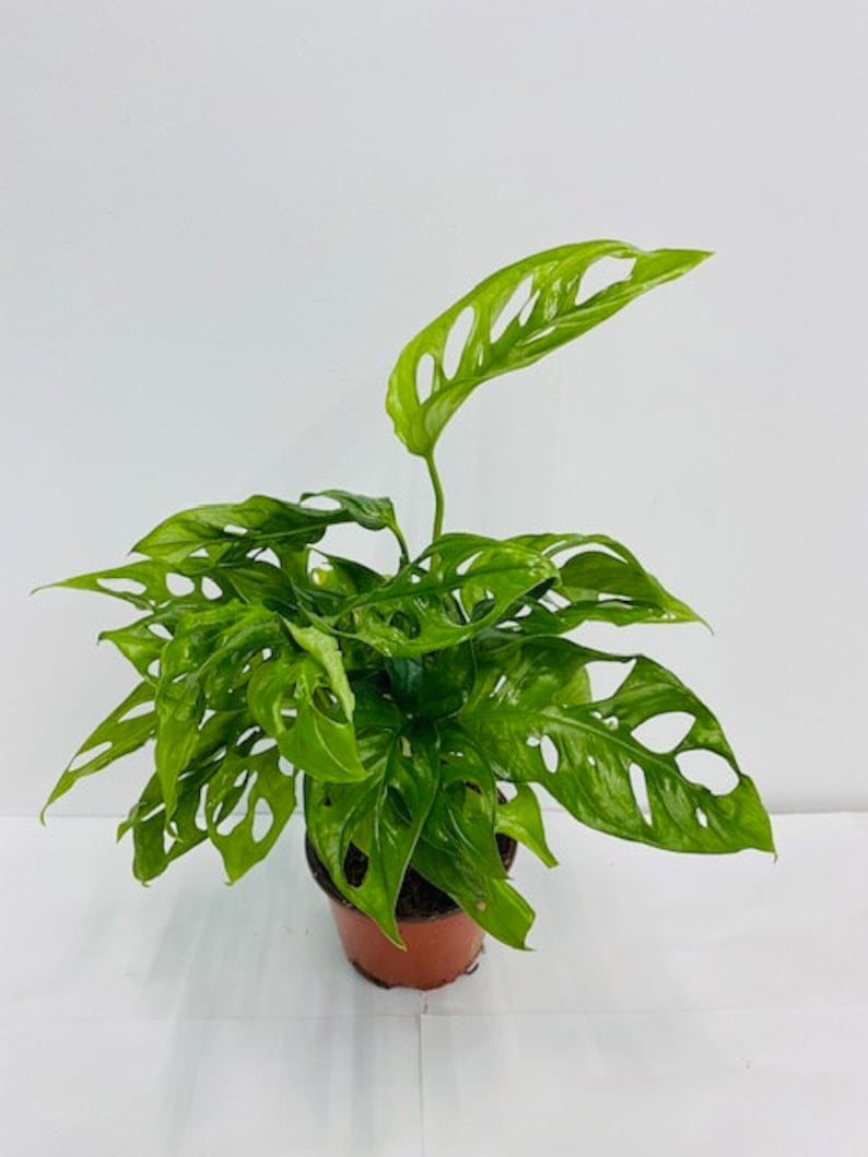 May include: A green Monstera adansonii plant with large, perforated leaves in a brown pot. The plant is on a white background.