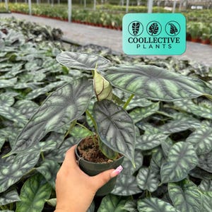 Alocasia Dragon Scale Starter Plant -  Live Indoor Houseplant, Easy Care Tropical Plant, Beginner Friendly Textured Foliage