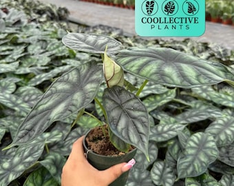Alocasia Dragon Scale Starter Plant -  Live Indoor Houseplant, Easy Care Tropical Plant, Beginner Friendly Textured Foliage