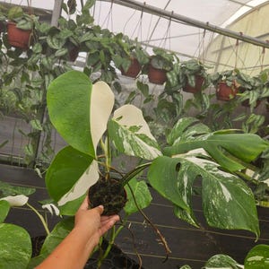 May include: A close-up of a Monstera plant with large, green leaves, some with white variegation. The plant is in a small pot, held by a person. Other hanging plants are visible in the background.