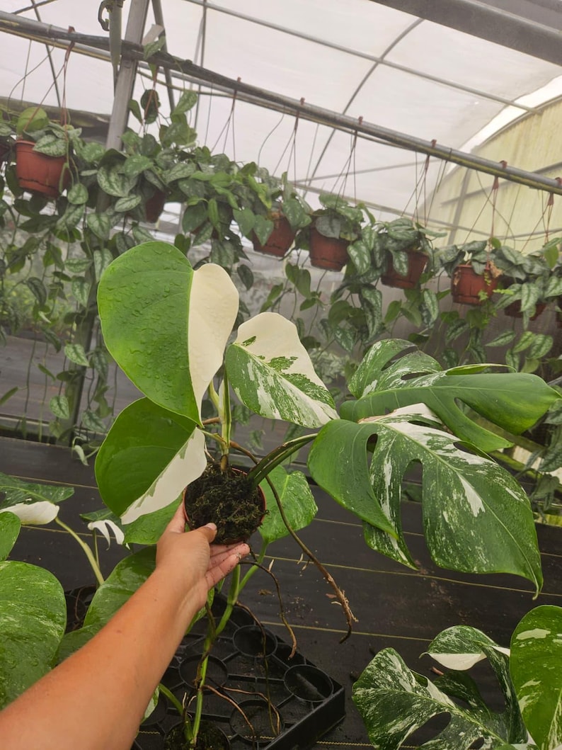 May include: A close-up of a Monstera plant with large, green leaves, some with white variegation. The plant is in a small pot, held by a person. Other hanging plants are visible in the background.