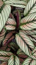 2' Baby Plant  4'/6' Calathea Whitestar *SUPER RARE*... One of my TOP 3 Calathea. 