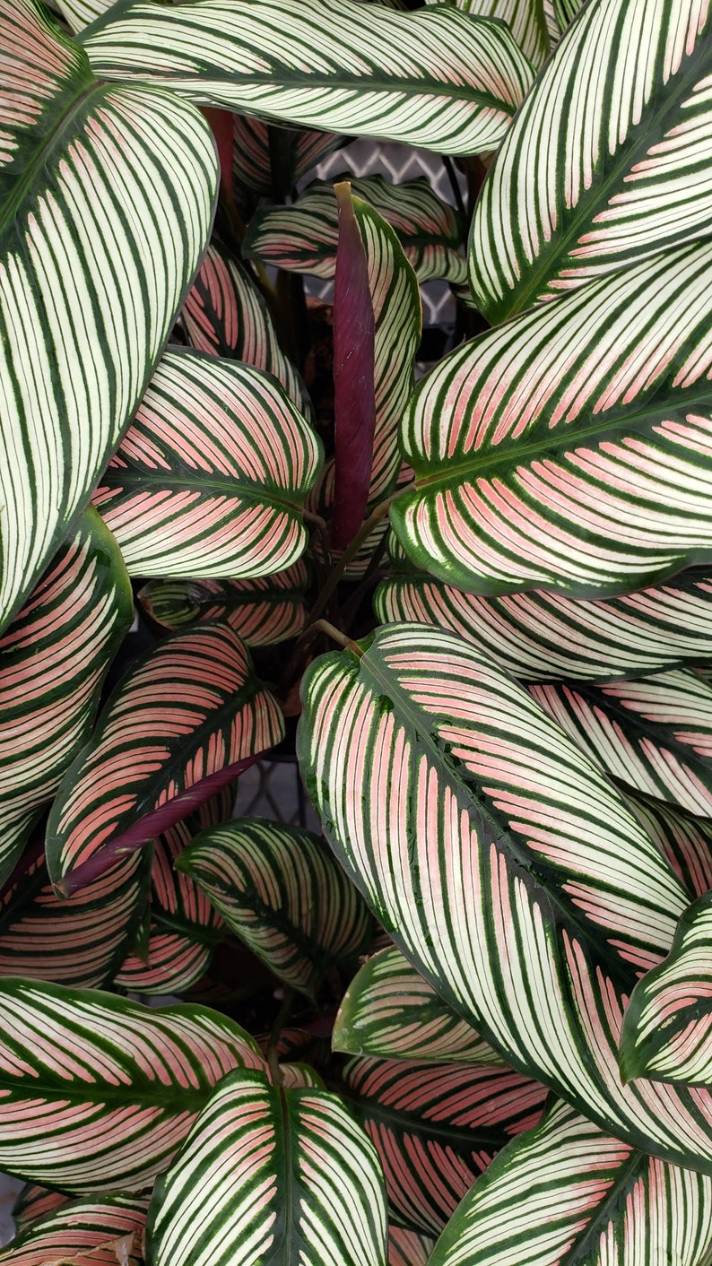 Calathea White star : Indoor Plants Easy Care Houseplant Starter Plant ,Live Indoor, Easy to Grow Beginner Plant image 5
