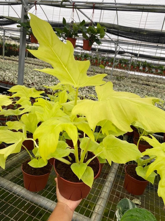 その他観葉植物 Philodendron warscewiczii Variegata Try saying 'Philodendron warscewiczii variegated' 3 times fast