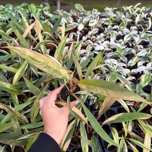 以下が含まれることがあります： 緑、黄色、ピンクの色合いの長い斑入りの葉を持つ鉢植えの植物のクローズアップ。植物は手で持たれており、背景には同様の植物がたくさんあります。植物は小さな茶色の鉢に入っています。