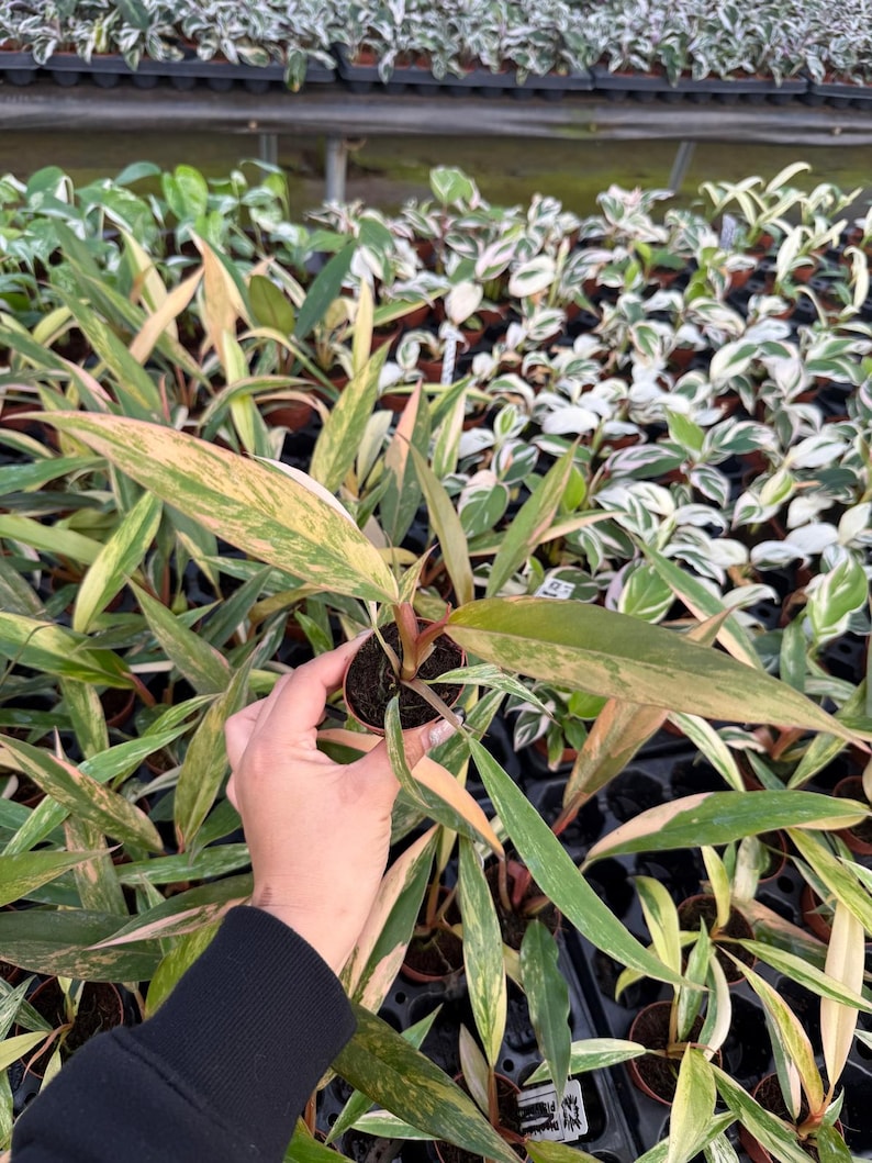 以下が含まれることがあります： 緑、黄色、ピンクの色合いの長い斑入りの葉を持つ鉢植えの植物のクローズアップ。植物は手で持たれており、背景には同様の植物がたくさんあります。植物は小さな茶色の鉢に入っています。