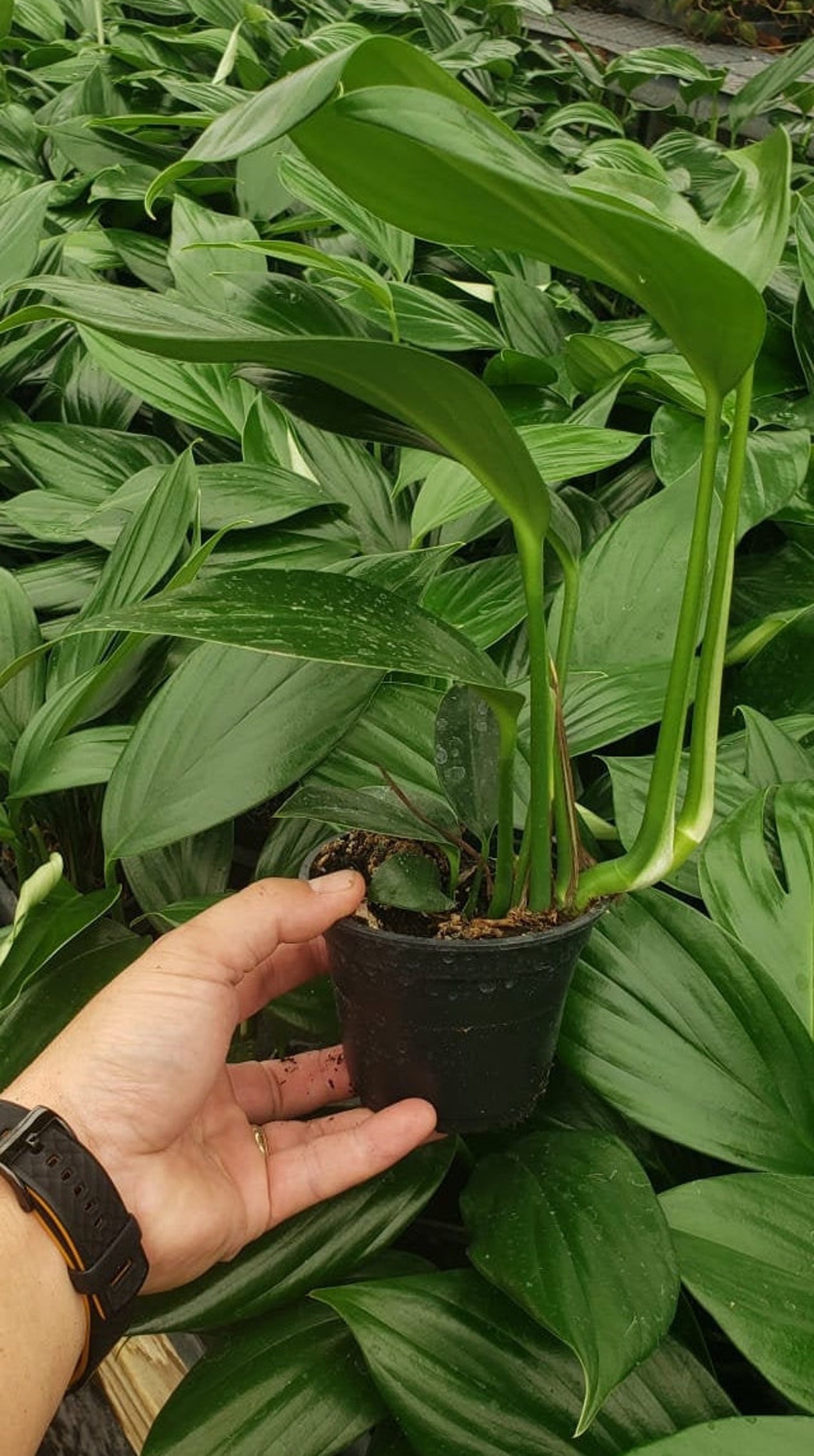 Rhaphidophora Decursiva Dragon Tail
