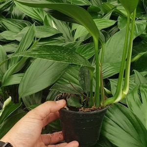 Rhaphidophora Decursiva Dragon Tail Super Rare Limited Rare Plant 4" POT inches