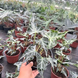 Alocasia Loco Indoor Plant - Live Tropical Houseplant – Low Maintenance Easy Care Starter for Beginners