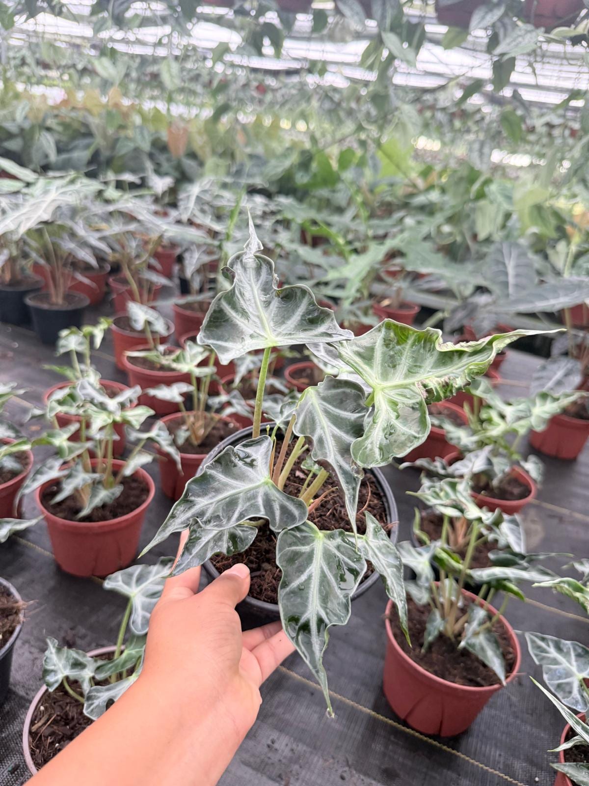 Alocasia Loco Indoor Plant - Live Tropical Houseplant – Low
