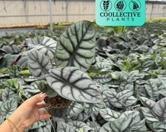 Alocasia Silver Dragon Live Plant – Rare Tropical Indoor Houseplant, Easy Care Aroid, Beginner Friendly Starter Plant
