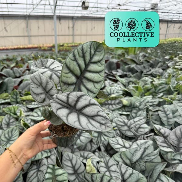 Alocasia Silver Dragon Live Plant – Rare Tropical Indoor Houseplant, Easy Care Aroid, Beginner Friendly Starter Plant