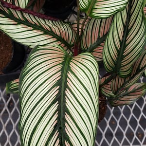 Calathea White star : Indoor Plants Easy Care Houseplant Starter Plant ,Live Indoor, Easy to Grow Beginner Plant image 6