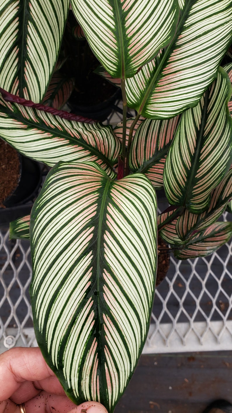 Calathea White star : Indoor Plants Easy Care Houseplant Starter Plant ,Live Indoor, Easy to Grow Beginner Plant image 6