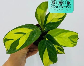 Calathea Pilosa - Live Tropical Indoor Houseplant – Low Maintenance Easy Care Starter Plant for Home or Office