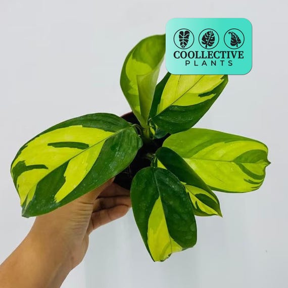 Calathea Pilosa - Live Tropical Indoor Houseplant  Low Maintenance Easy  Care Starter Plant for Home or Office - Etsy