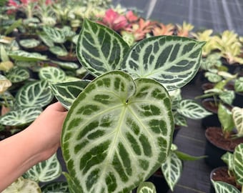 Anthurium (SKG Silver X Red Crystallinum) X Anthurium Dorayaki