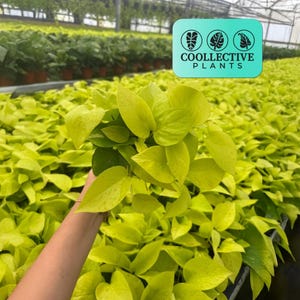 Pothos Neon Live Plant: Unique Indoor Vine, Beginner Friendly Tropical Vibrant Plant