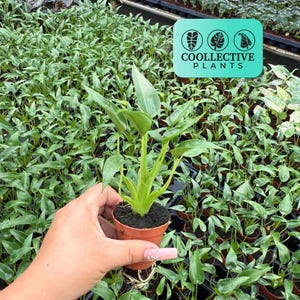 Alocasia Tiny Dancer - Live Indoor Houseplant – Easy Care Tropical Aroid, Beginner Friendly Decorative Foliage