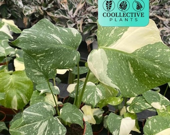 Monstera Thai Constellation - Variegated Live Indoor Houseplant – Easy Care Tropical Starter Plant, Beginner Friendly