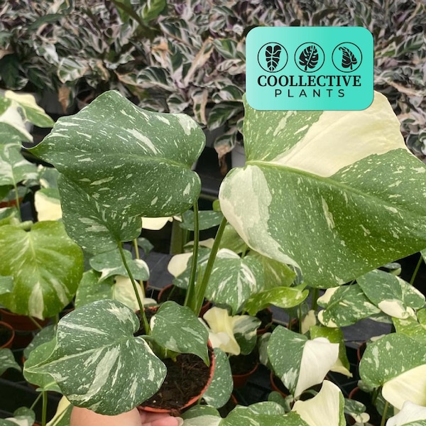 Monstera Thai Constellation - Plante d'intérieur vivante panachée - Plante tropicale de démarrage facile d'entretien, adaptée aux débutants