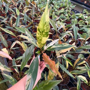 以下が含まれることがあります： 緑、黄色、白の色合いの大きな斑入りの葉を持つ鉢植えの植物のクローズアップ。植物は手で持たれており、背景には同様の植物がたくさんあります。葉には印象的な模様があります。