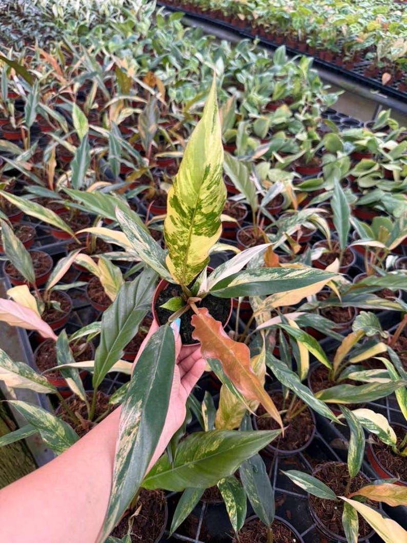 以下が含まれることがあります： 緑、黄色、白の色合いの大きな斑入りの葉を持つ鉢植えの植物のクローズアップ。植物は手で持たれており、背景には同様の植物がたくさんあります。葉には印象的な模様があります。