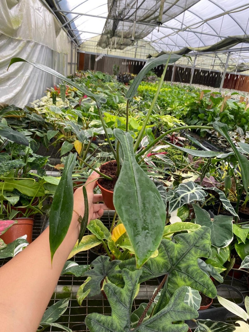 Coollective Plants Philodendron Joepii - Thumbnail 4