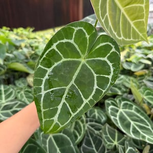 May include: Close-up of a large, heart-shaped green leaf with prominent white veining. The leaf is held in a person's hand, with other similar leaves visible in the background. The plant appears to be an Anthurium species, known for its striking foliage.