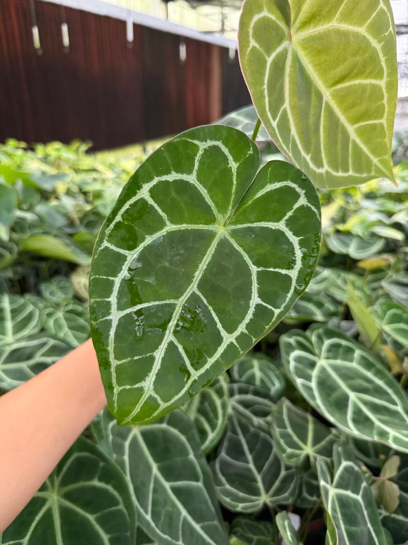 May include: Close-up of a large, heart-shaped green leaf with prominent white veining. The leaf is held in a person's hand, with other similar leaves visible in the background. The plant appears to be an Anthurium species, known for its striking foliage.