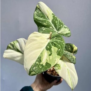2" Pot Philodendron Gloriosum Variegated, Rare Velvet Leaf Plant - Indoor Houseplant, Easy Care, Collector Aroid