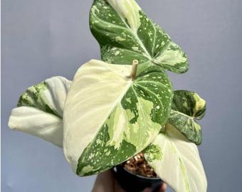 2" Pot Philodendron Gloriosum Variegated – Rare Velvet Leaf Plant | Collector Aroid