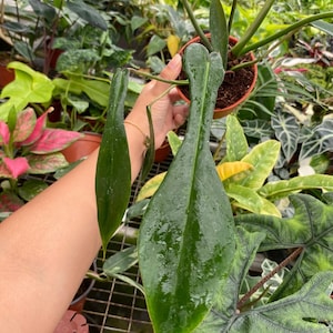 Pu&ograve; includere: Primo piano di una pianta verde da interno con foglie grandi e appuntite. La pianta &egrave; tenuta da una mano e le foglie sono bagnate da goccioline d'acqua.