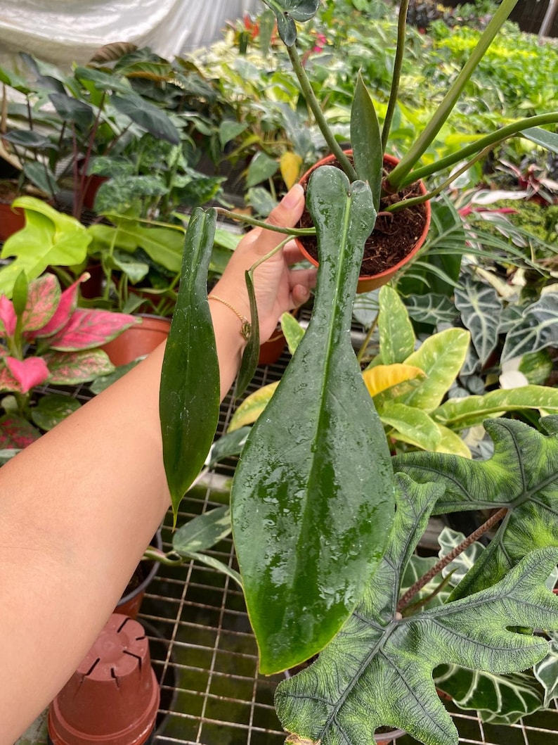 Pu&ograve; includere: Primo piano di una pianta verde da interno con foglie grandi e appuntite. La pianta &egrave; tenuta da una mano e le foglie sono bagnate da goccioline d'acqua.