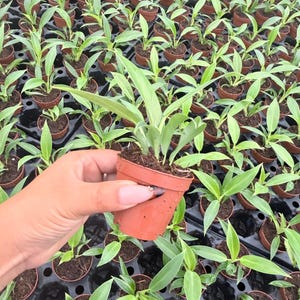 Puede incluir: Una peque&ntilde;a planta verde con hojas puntiagudas que crece en una maceta de pl&aacute;stico color terracota, sostenida frente a un fondo de muchas plantas id&eacute;nticas en una bandeja de vivero negra llena de tierra oscura.