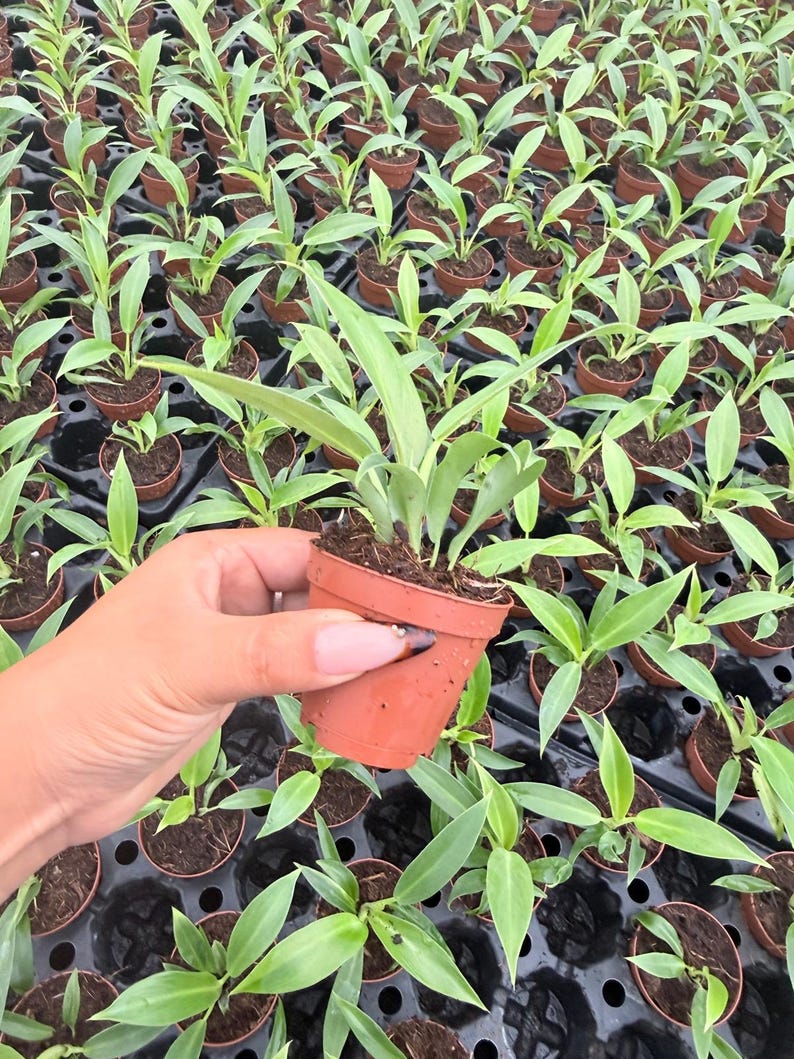 Puede incluir: Una peque&ntilde;a planta verde con hojas puntiagudas que crece en una maceta de pl&aacute;stico color terracota, sostenida frente a un fondo de muchas plantas id&eacute;nticas en una bandeja de vivero negra llena de tierra oscura.