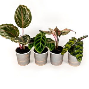 Calathea Collection (4PK) Combo #2 Essential Houseplant Live Plants in 2 inch Pots, White Start, Calathea Lancifolia, Medallion & Zebrina