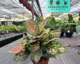 Aglaonema Ghost - Variegated Chinese Evergreen - Live Tropical Houseplant -  4 Pot - Etsy
