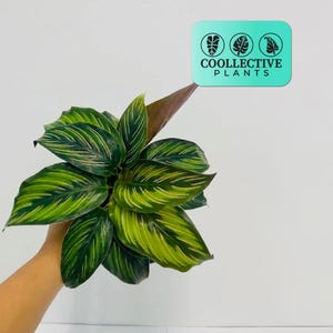 Calathea Beauty Star – Vibrant Patterned Leaf Houseplant – Low Maintenance Tropical Indoor Plant – Live Prayer Plant for Home Décor