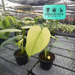 Monstera White Monster - Rare Variegated Live Indoor Houseplant – Tropical Aroid, Easy Care