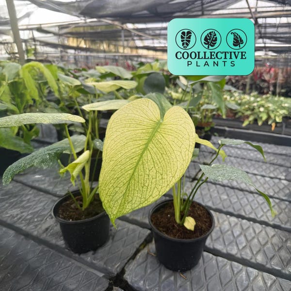 Monstera White Monster - Rare Variegated Live Indoor Houseplant – Tropical Aroid, Easy Care