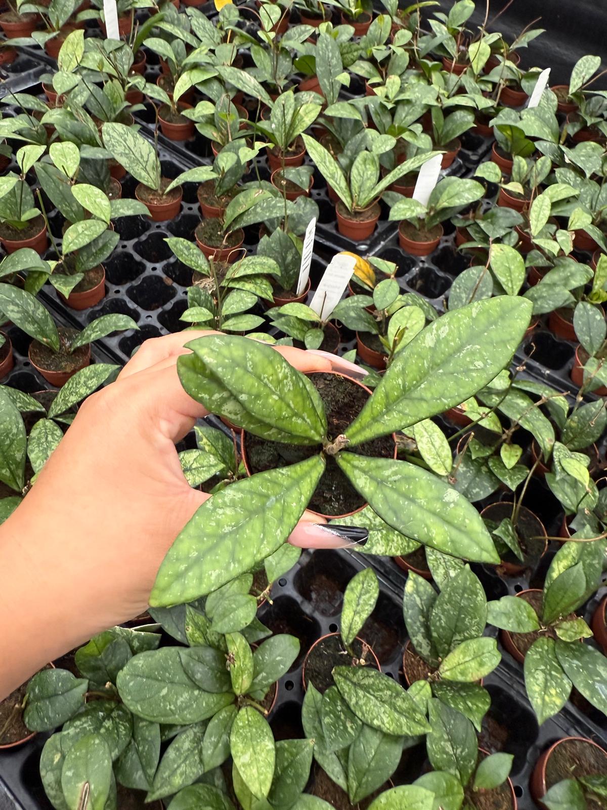 Hoya Crassipetiolata Splash Live Plant – Rare Silver Leaf Hoya