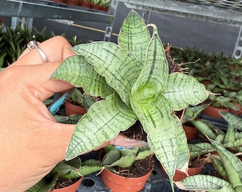 Sansevieria Suffruticosa (ha56) | Imported Snake Plants - Etsy