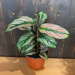 Calathea White star : Indoor Plants Easy Care Houseplant Starter Plant ,Live Indoor, Easy to Grow Beginner Plant image 4