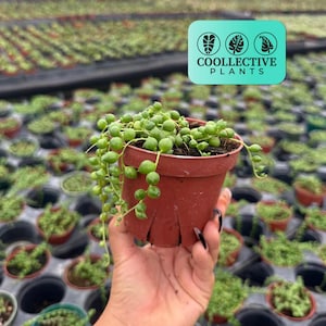 String of Pearls Houseplant, Trailing Succulent - Indoor Hanging Plant, Easy to Grow, Unique Bead Foliage, Decor Plant